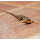 Skink