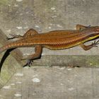 Skink