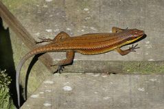 Skink