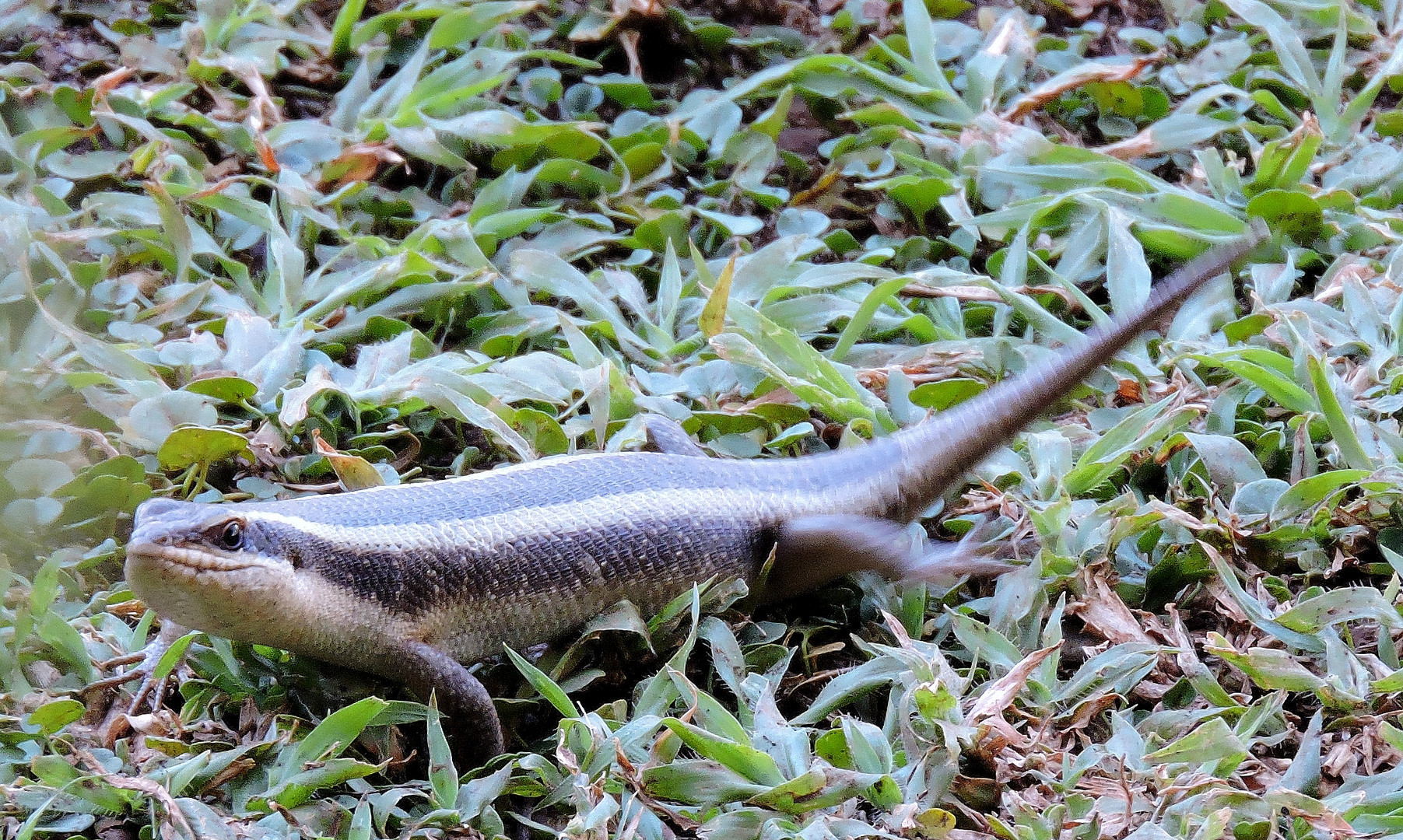 Skink