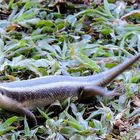 Skink