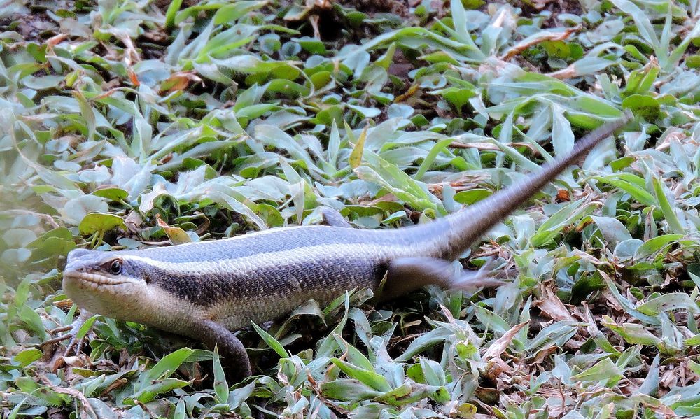 Skink