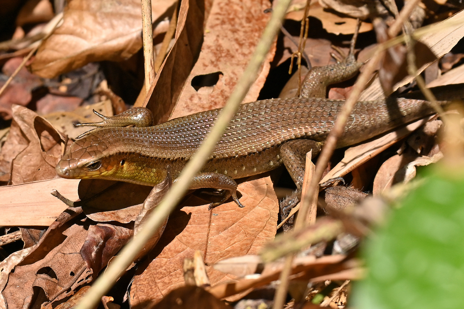 Skink beim Lampi Wasserfall