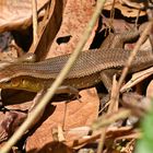 Skink beim Lampi Wasserfall