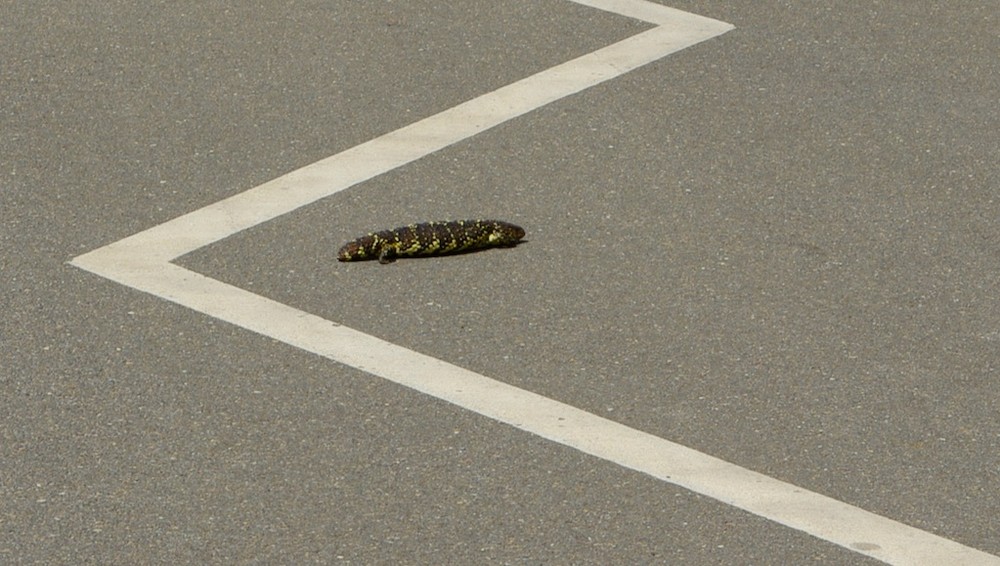 Skink crossing road