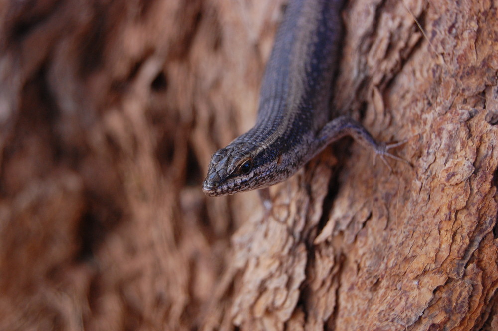 skink