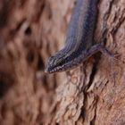 skink