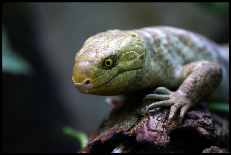 Skink