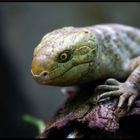 Skink