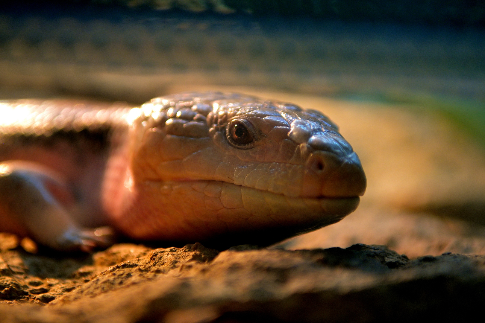 Skink