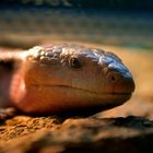 Skink