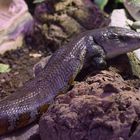 Skink