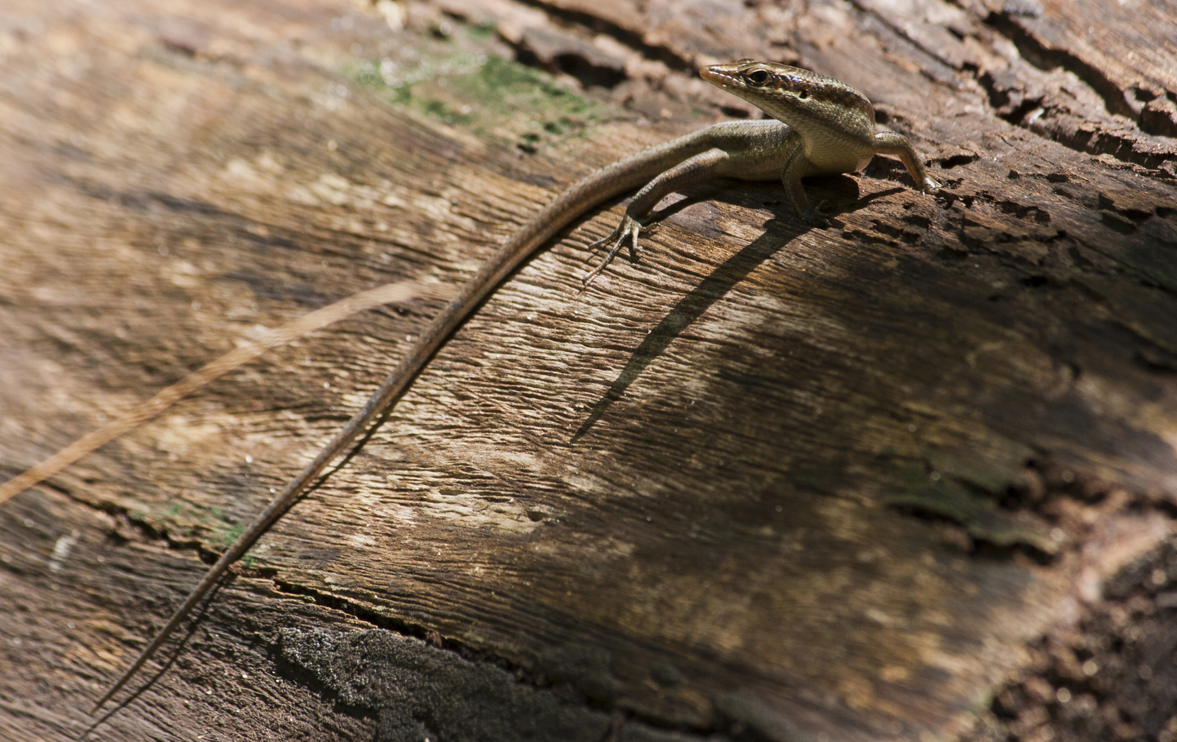 Skink im Sonnenlicht