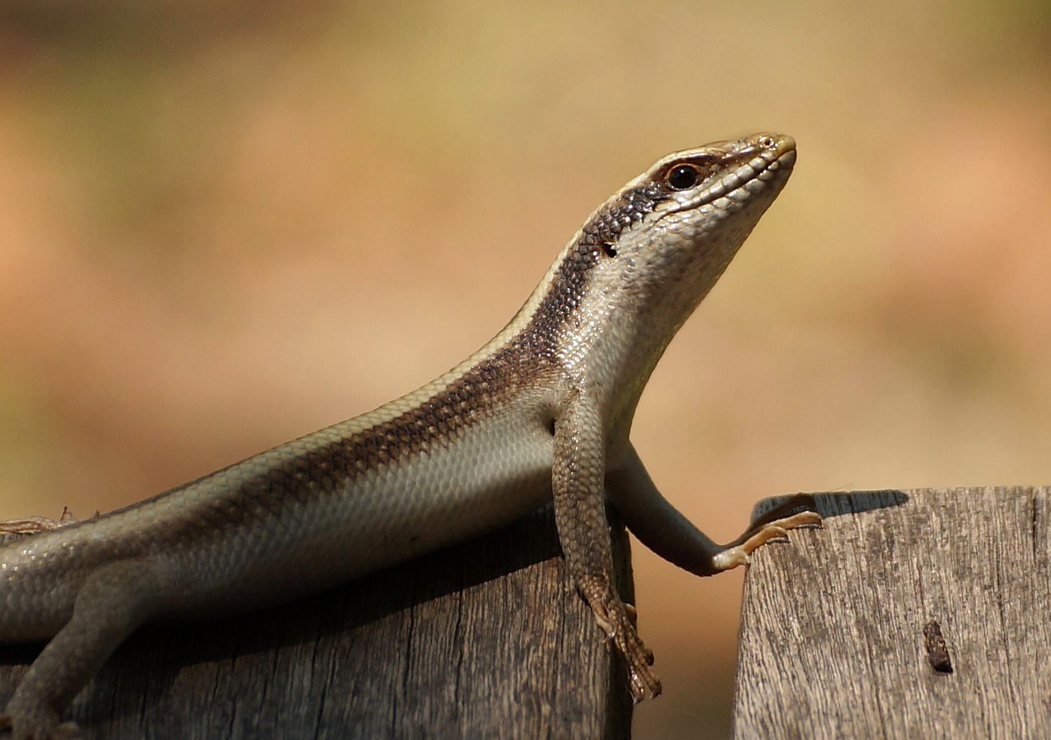 Skink (Scincidae)