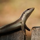 Skink (Scincidae)