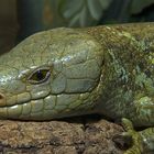 Skink Up-close