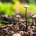 skinny mushroom