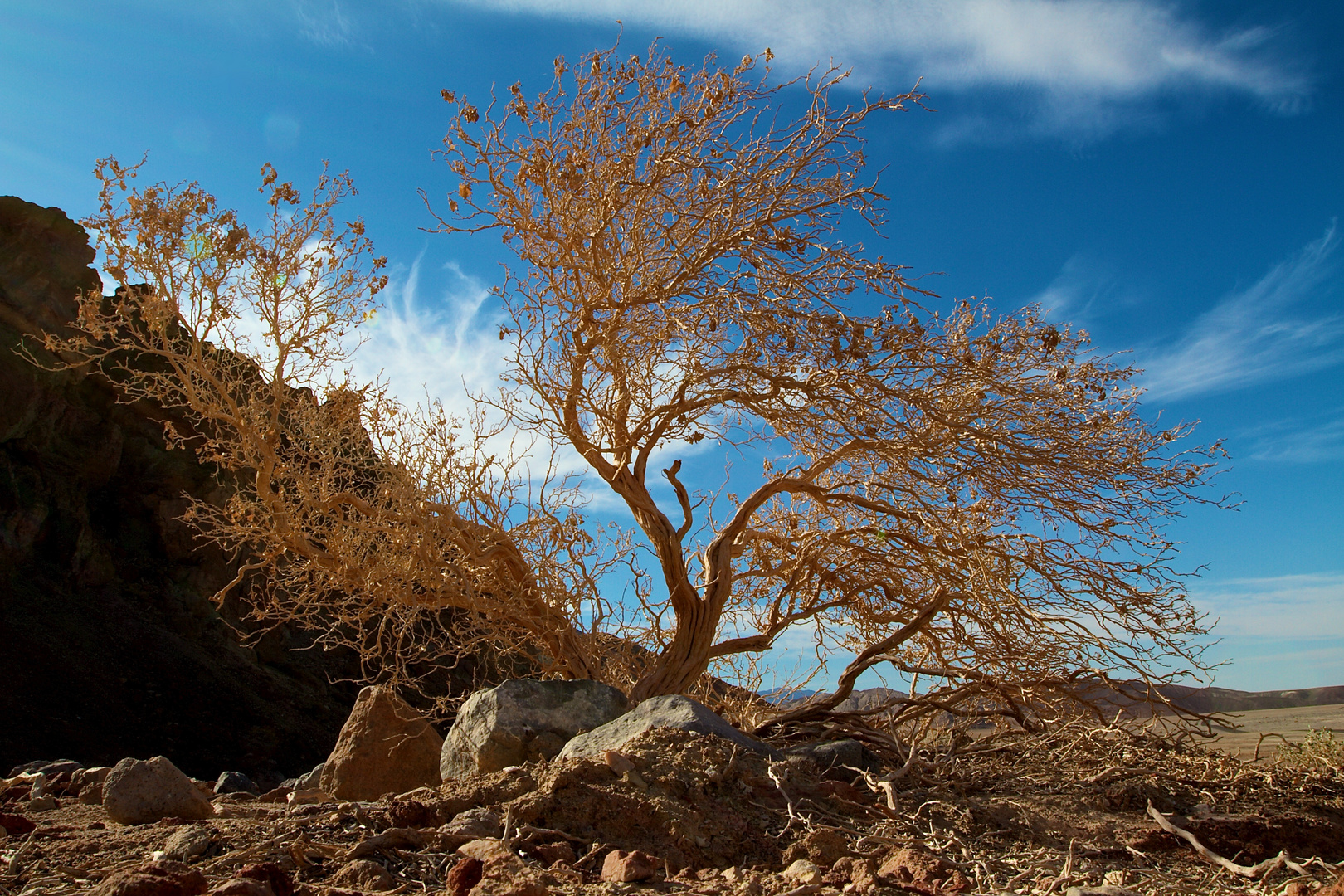 Skinny Tree