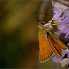 Skipper