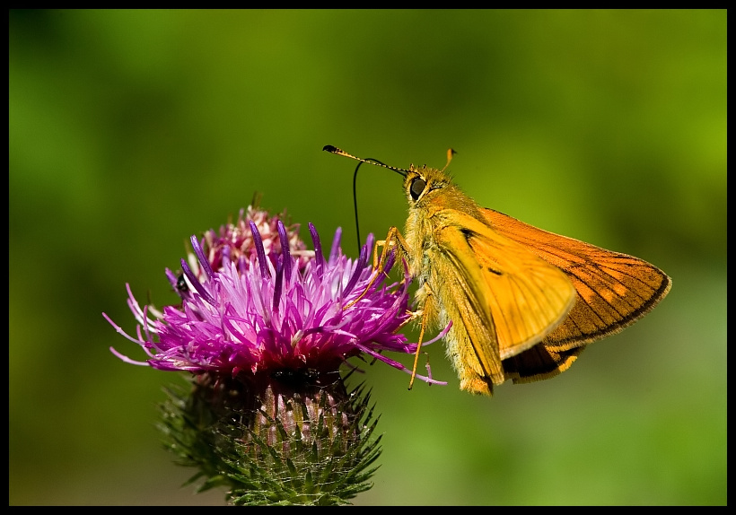 Skipper