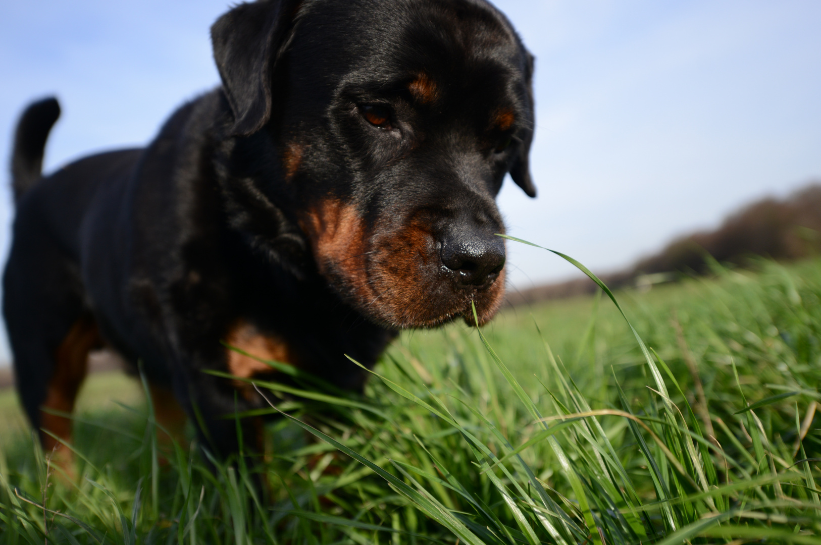 Skipper im Gras