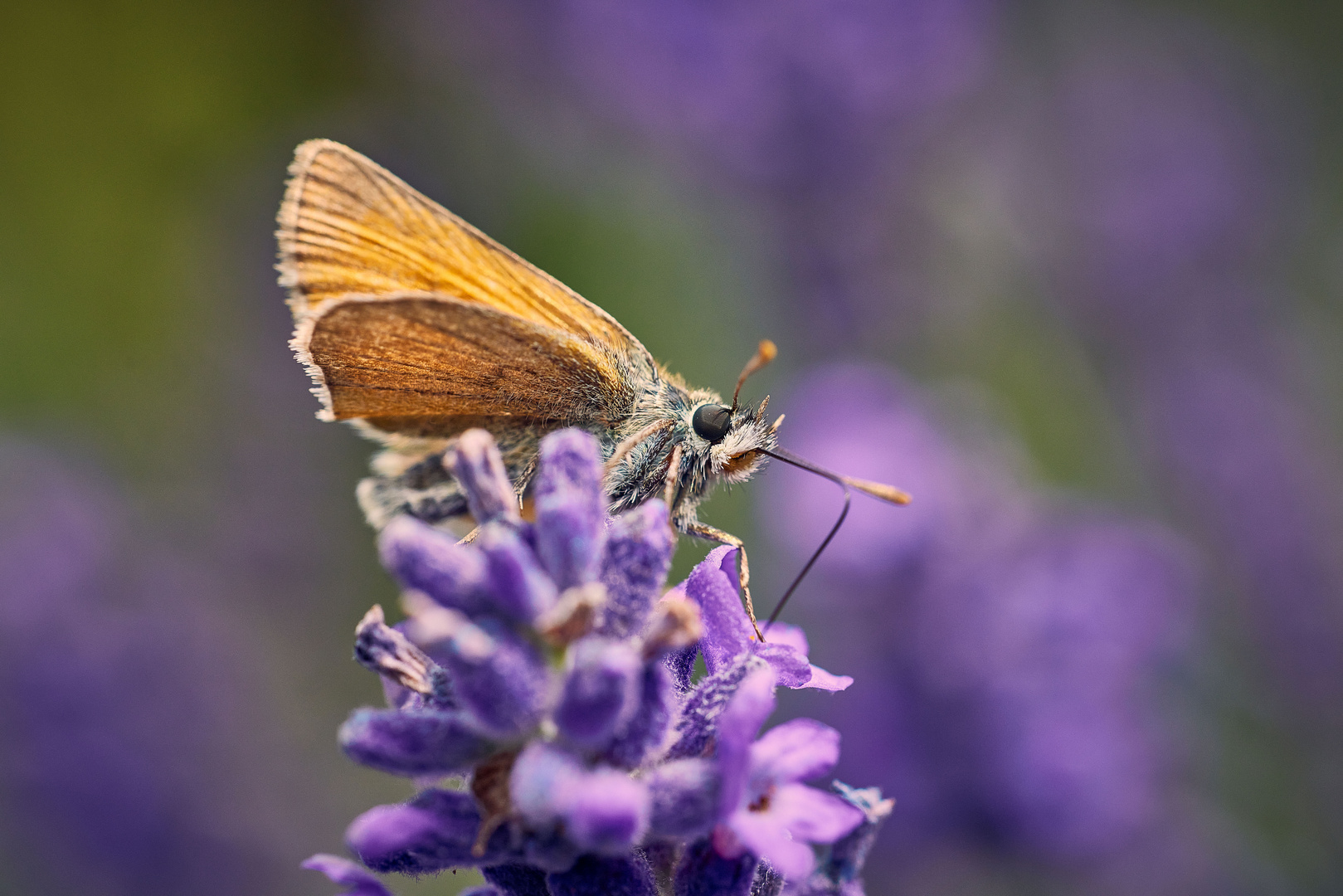 Skipper on lavender