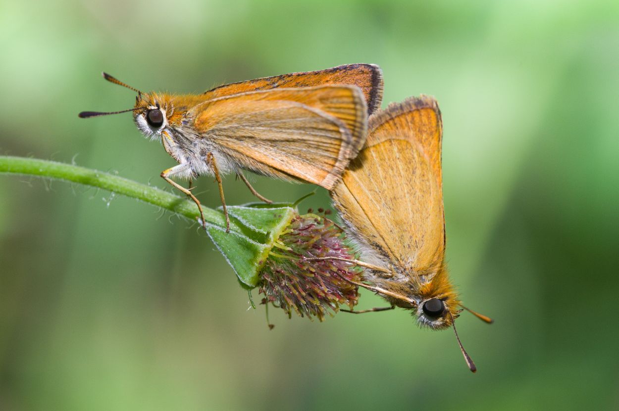 Skippers photo & image animals, wildlife, insects images at photo