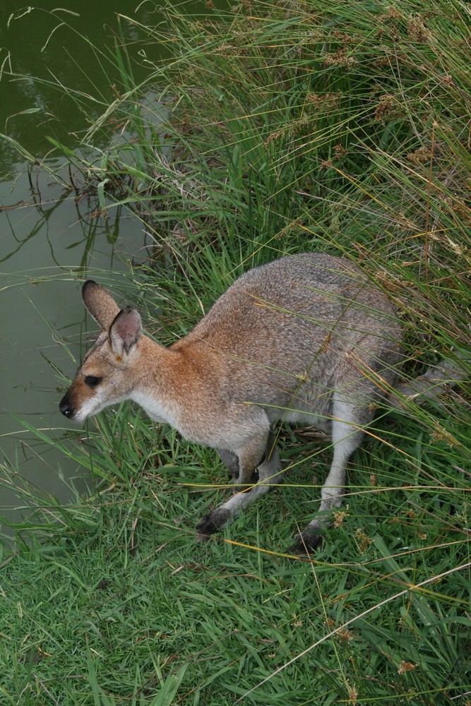 Skippy am Wasser