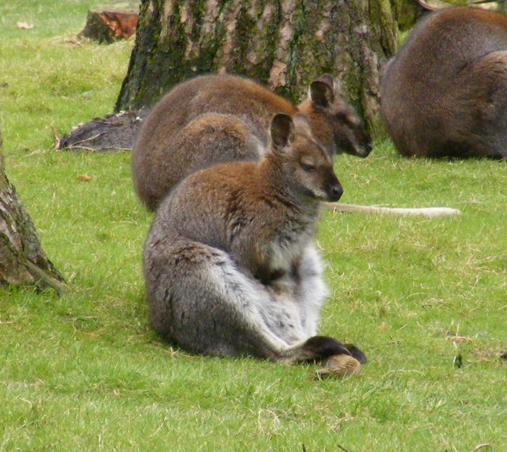 Skippy, das Buschkänguru