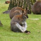 Skippy, das Buschkänguru