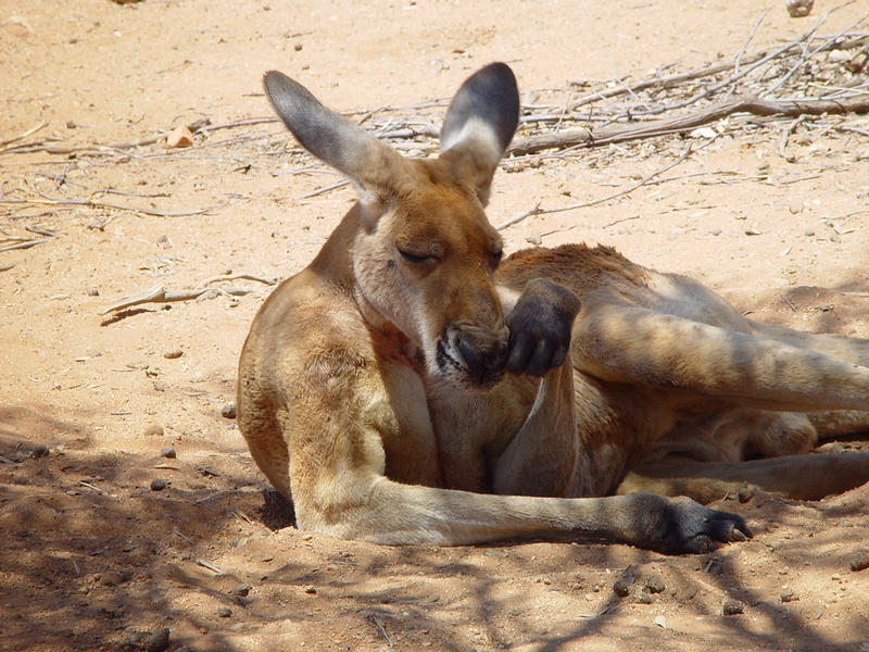 Skippy das Buschkänguruh