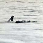 Skispringen über den Wolken