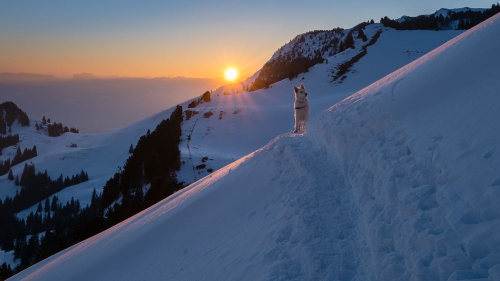 Skitour mit Hund