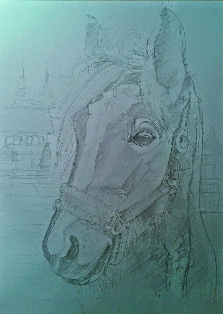 Skizze Pferdekopf Foto & Bild | aqua.-& grafik tiere Bilder auf