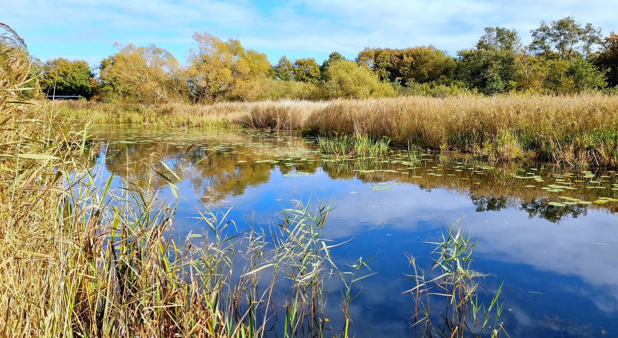 Skjern im Herbst