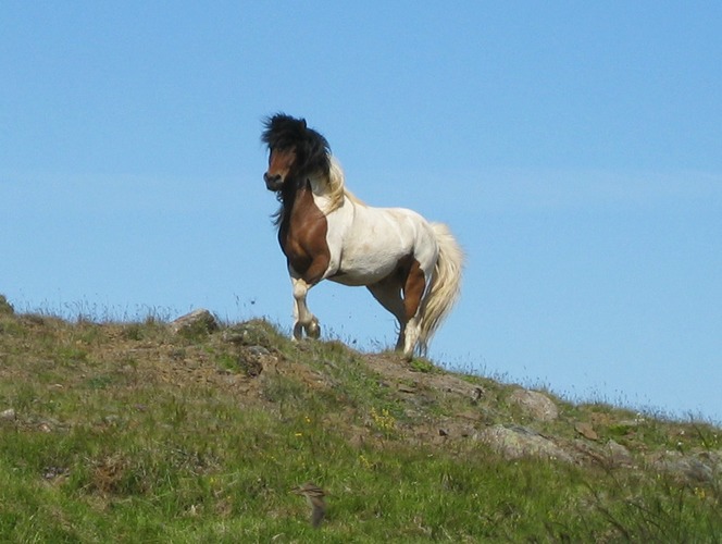 Skjoni oder auch höfðingi