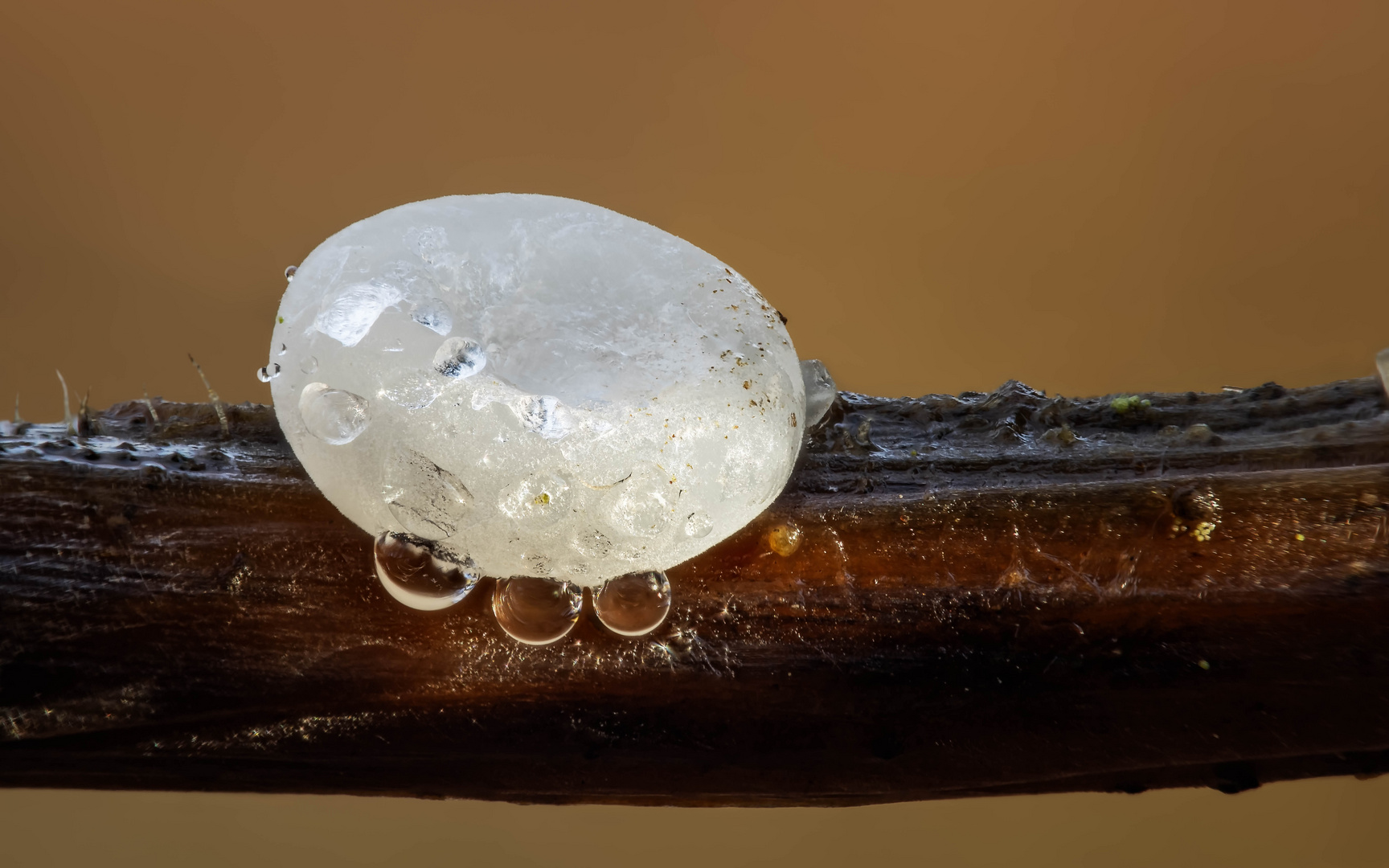 Sklerotien vom Fadenkeulchen (Typhula phacorrhiza)