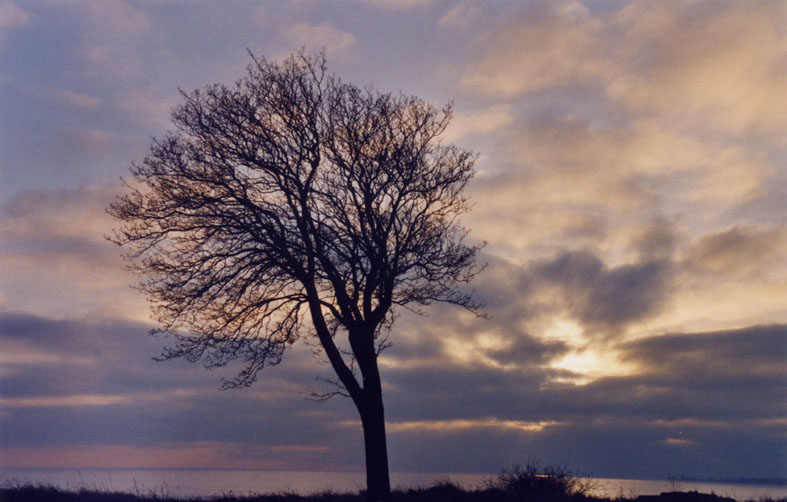 Skåne - Baum gegen Himmel