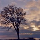 Skåne - Baum gegen Himmel