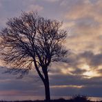 Skåne - Baum gegen Himmel