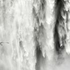 [ skogafoss ]