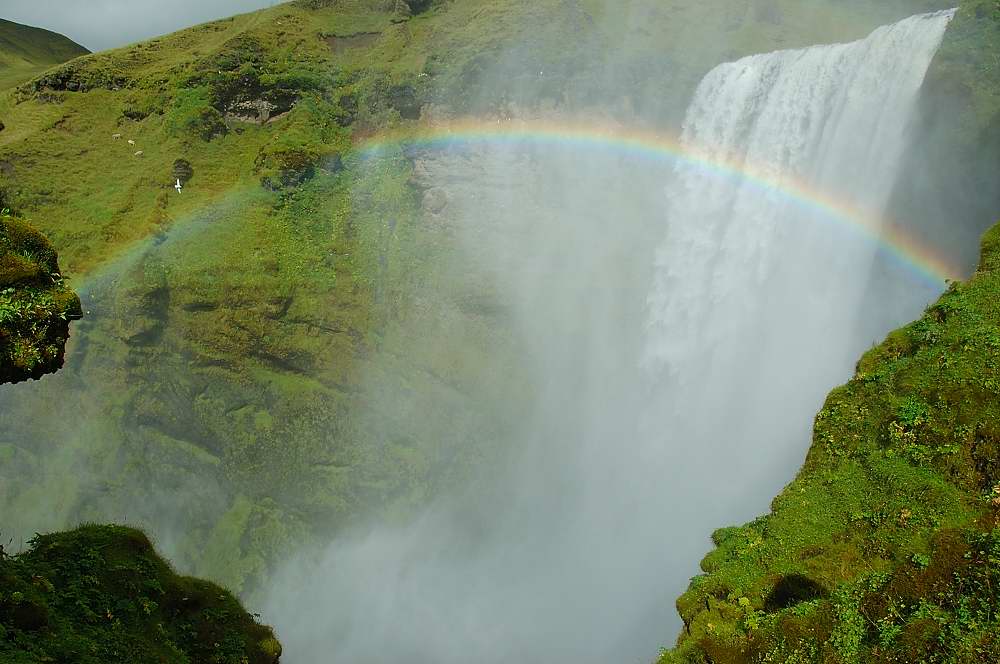 skógafoss und drei schafe