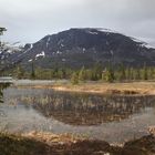 Skogshorn im Frühjahr 2013 I