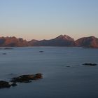 Skogsøya