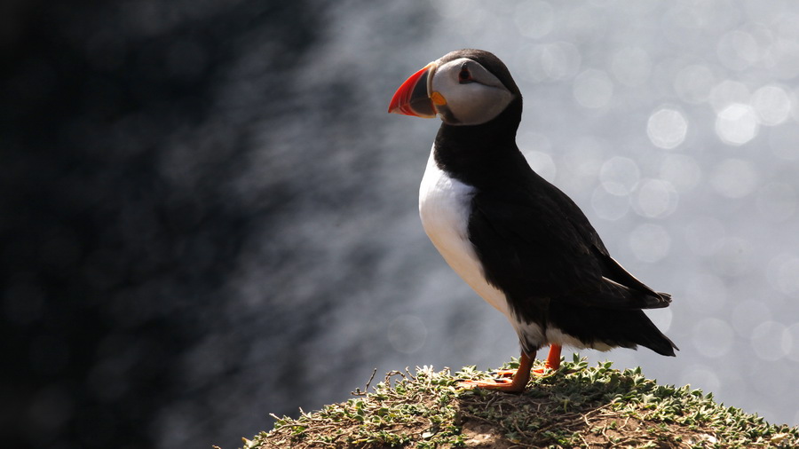 Skomer 2011 I - Puffin