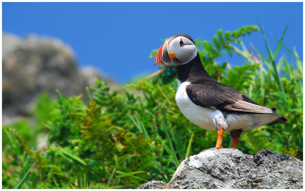 Skomer Island