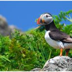 Skomer Island