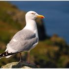 Skomer Island (2)