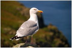 Skomer Island (2)