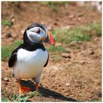 Skomer Island (3)